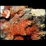 Fire Coral detail.JPG